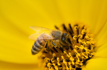 A small honeybee sits in the centre of the pistil of a yellow sunflower. The bee is covered in pollen. There is space for text.