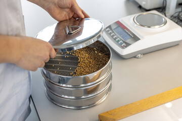 specialist sorts wheat grain in the laboratory, quality of wheat grain