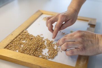 specialist sorts wheat grain in the laboratory, quality of wheat grain