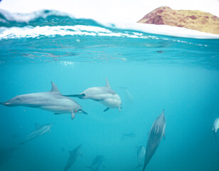 Wild Hawaiian Spinner Dolphins Swimming in Hawaii 