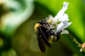 bee on a flower