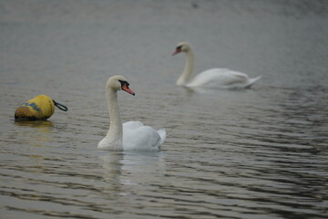 swan and birds and ducks in the lake