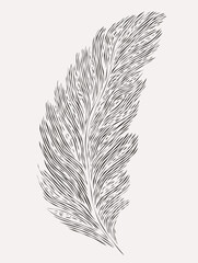 A Black And White Feather - Growing plant