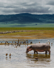 Hippo im Ngorongoro Krater, Tansania © me286