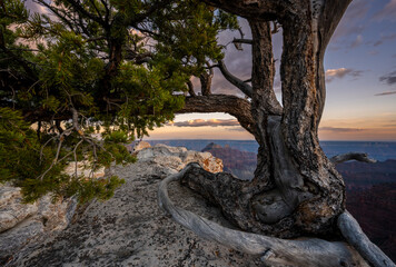 Gnarly Tree With Blue Evening Light Settles Over The North Rim Of Grand Canyon