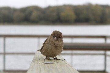 Beautiful sparrow on the pier