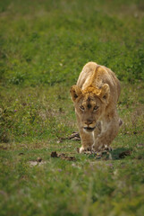 Junger Löwe