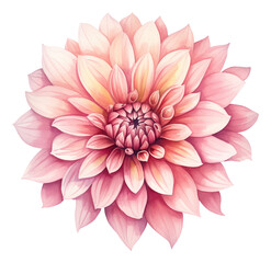watercolor dahlia flower isolated.