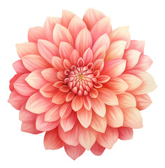 watercolor dahlia flower isolated.
