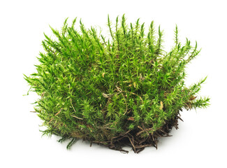 Green moss on white background, top view. - 680316738