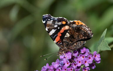 Close-up of a colourful butterfly, an admiral, sitting on the blossoms of a lilac. The background is green