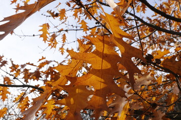 Autumn november oak leafs