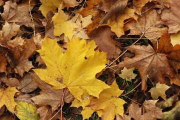 Autumn november maple leafs