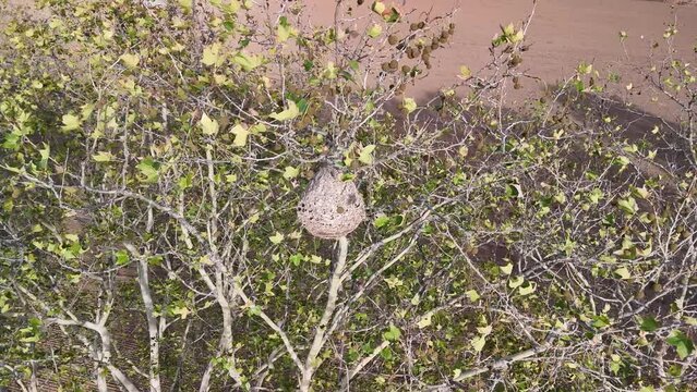 Nido de avispa asi&aacute;tica, antes y despu&eacute;s de ser tratado. V&iacute;deo de dron, 4k 60 fps antes, HD+ despu&eacute;s.