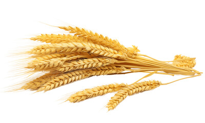 Rice plant transparent, Rice crop