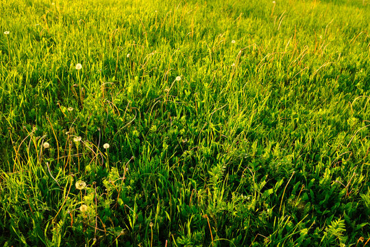 Field of mown green grass with singler dandelions. The texture of the summer meadow for post, screensaver, wallpaper, postcard, poster, banner, cover, website. High quality photo