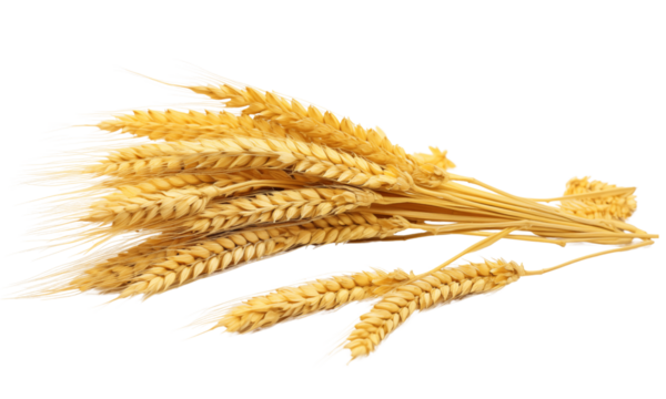 Rice plant transparent, Rice crop