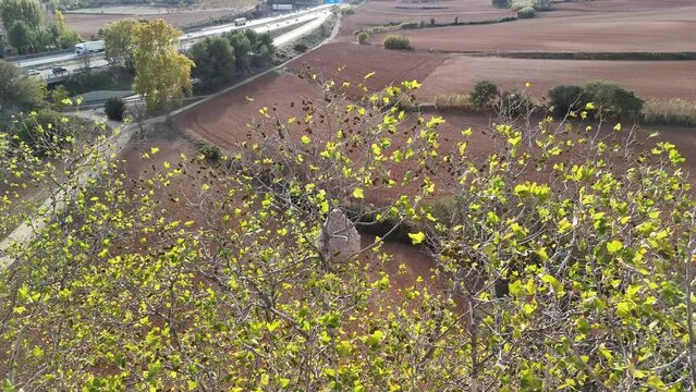 Nido de avispa asi&aacute;tica, antes y despu&eacute;s de ser tratado. V&iacute;deo de dron, 4k 60 fps antes, HD+ despu&eacute;s.