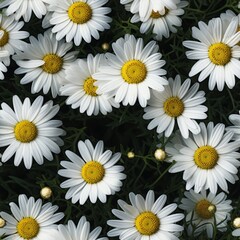 Fototapeta premium Breathtaking aerial perspective showcasing the vibrant beauty of daisy flower blooms from a top view