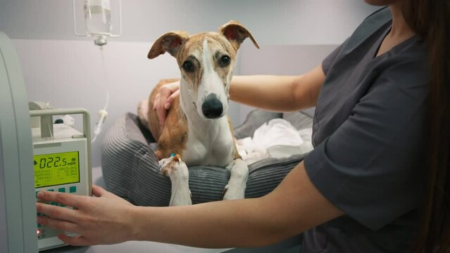 Vet female taking care of pet. Resting Fawn-Colored Whipped breed dog during the vet exam, getting the drugs through medical dropper. Scared Greyhound dog surrounded by Vet Medical Equipments