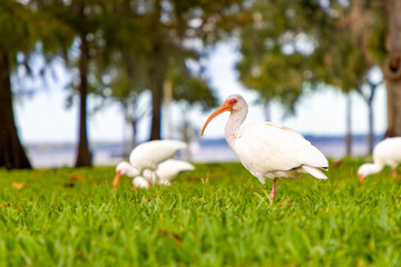 Ibis flock in park