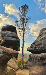 Lone Tree - Garden of the Gods IL