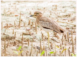 bush thick-knee,