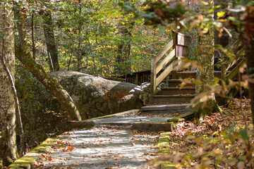 Walking path with stairs in a park in the forest