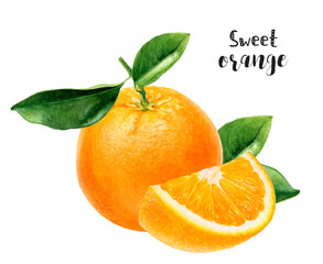 Watercolor illustration of orange fruit close up. Design template for packaging, menu, postcards. PNG