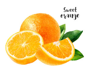 Watercolor illustration of orange fruit close up. Design template for packaging, menu, postcards. PNG