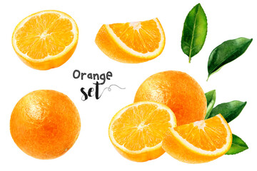 Watercolor illustration of orange fruit set close up. Design template for packaging, menu, postcards. PNG
