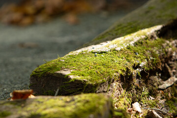 Moss on a log in a park with sunlight beaming on it 