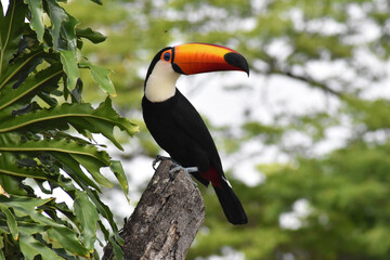 Toco toucan with its brightly-colored orange beak.  © Leandro