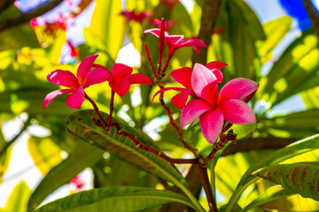 Plumeria pink and yellow flowers with blue sky in Mexico.