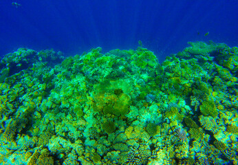 coral reef for banner background.