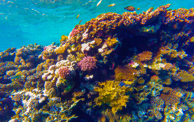 coral reef for banner background.