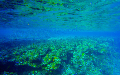 Naklejka na ściany i meble coral reef for banner background.