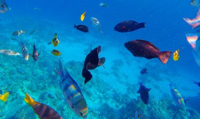 Fototapeta na wymiar coral reef for banner background.