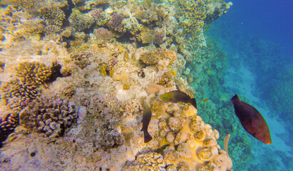 coral reef for banner background.