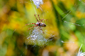 Aranha orbital em águas termais no deserto. 
