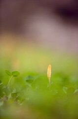 草の中から顔を出すかわいいつくし