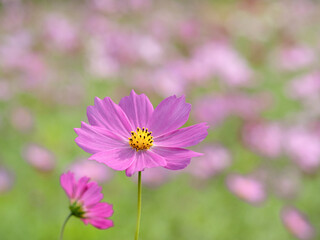 満開のコスモス畑