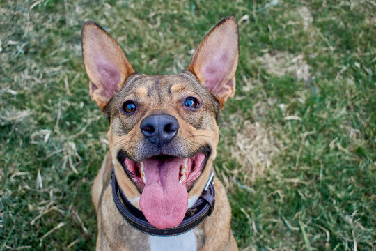Dog looking at camera with tongue out. The pet has big ears, its colour is beage and black. The animal is happy.