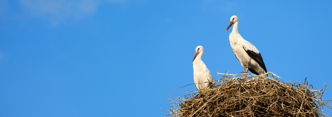 Storks in nest on blue sky background, wide panoramic banner with two white birds. Wild family in...