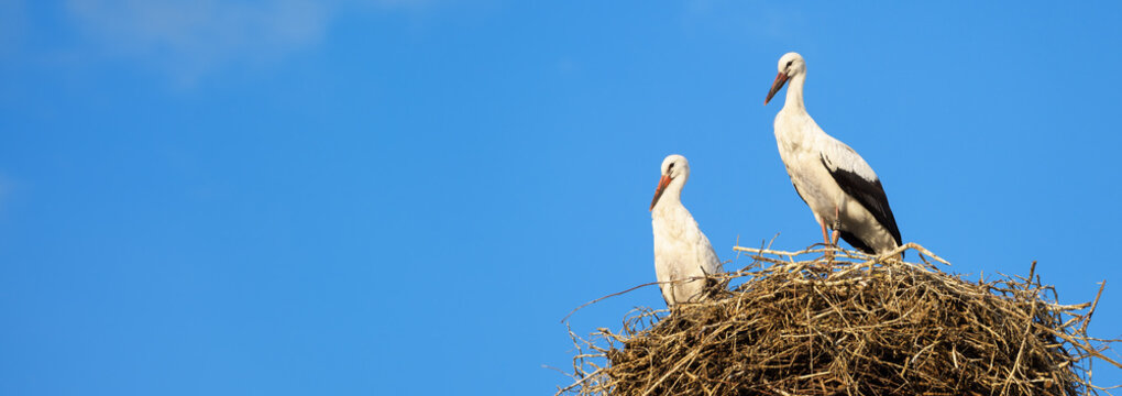 Storks in nest on blue sky background, wide panoramic banner with two white birds. Wild family in summer. Theme of nature, wildlife, love, couple