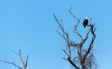 eagle in tree