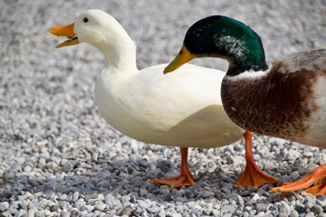 Ein verliebtes Entenpaar watschelt gemeinsam über eine grüne Wiese. Die weibliche Ente hat weiße Federn und der Erpel ist bunt. 