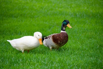 Ein verliebtes Entenpaar watschelt gemeinsam über eine grüne Wiese. Die weibliche Ente hat weiße Federn und der Erpel ist bunt. 