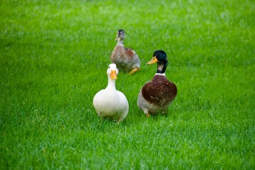 Ein verliebtes Entenpaar watschelt gemeinsam über eine grüne Wiese. Die weibliche Ente hat weiße...