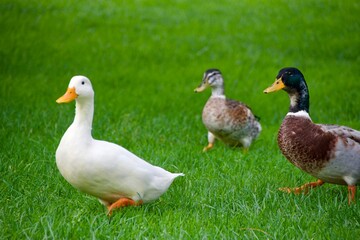 Ein verliebtes Entenpaar watschelt gemeinsam über eine grüne Wiese. Die weibliche Ente hat weiße Federn und der Erpel ist bunt. 